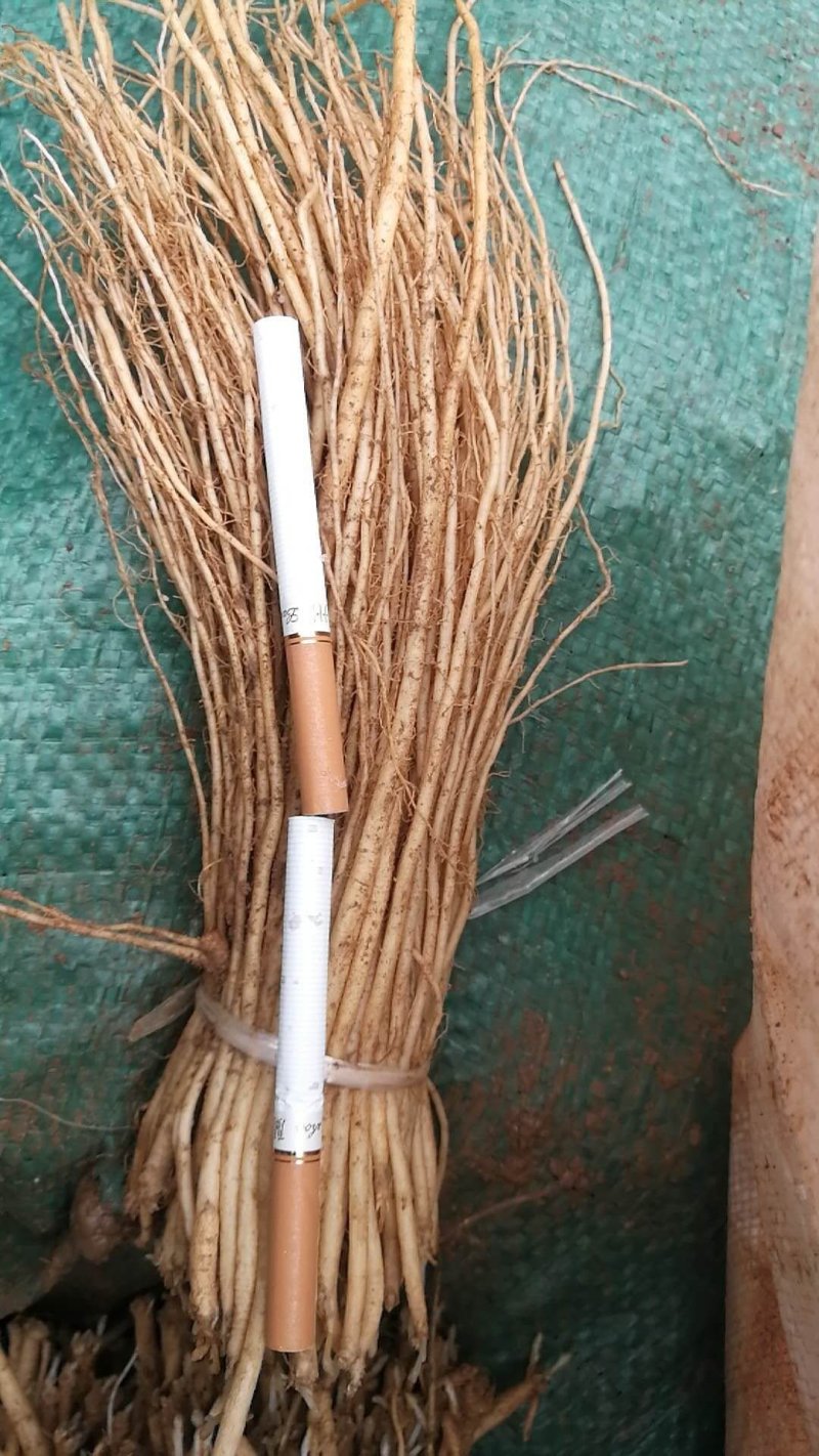 黄芪种子销售