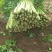 西芹