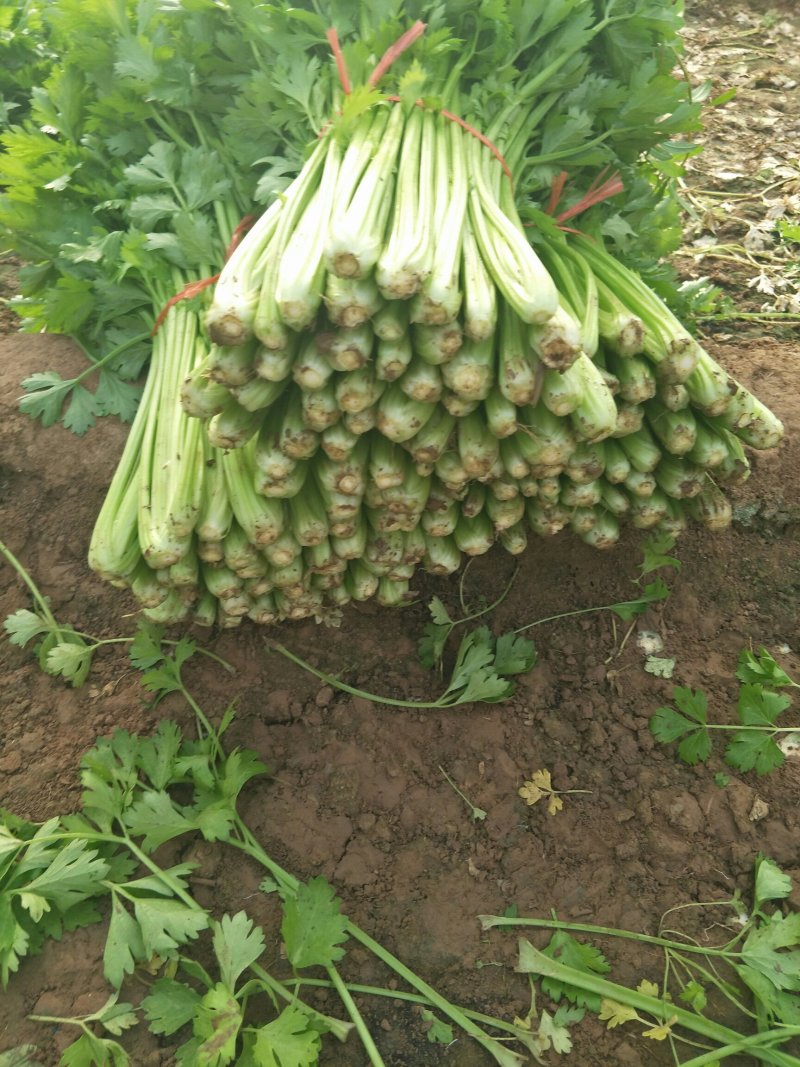 西芹