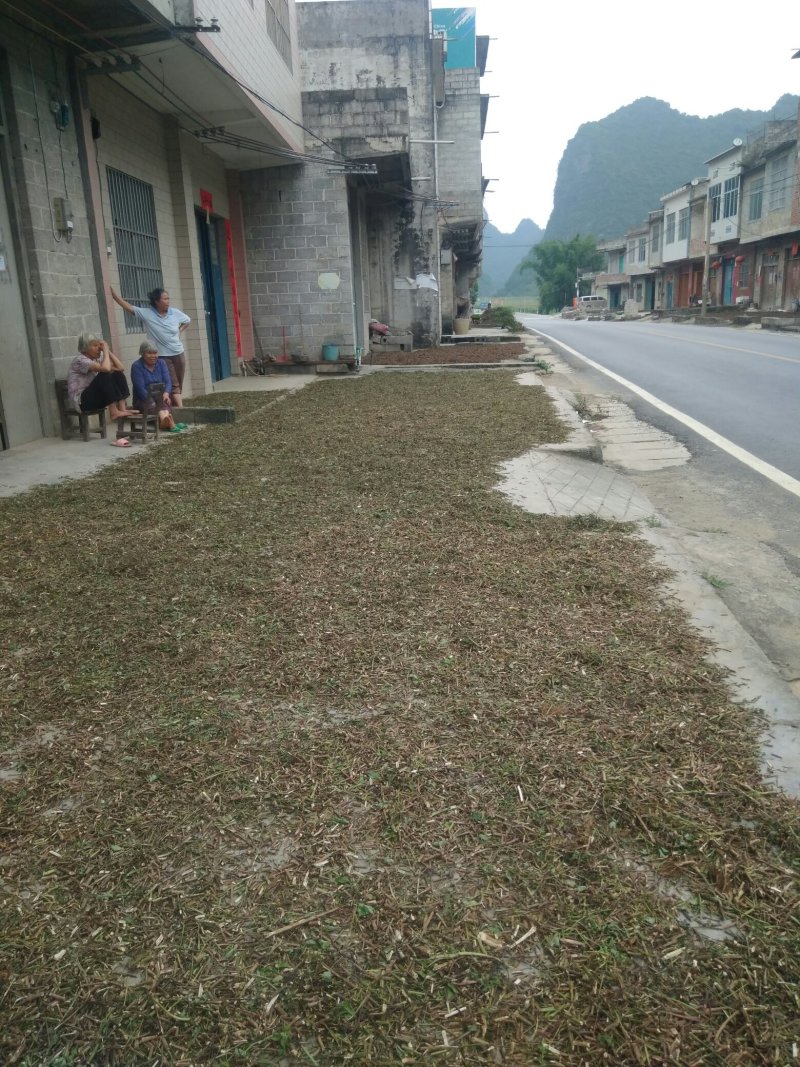 鬼针草
