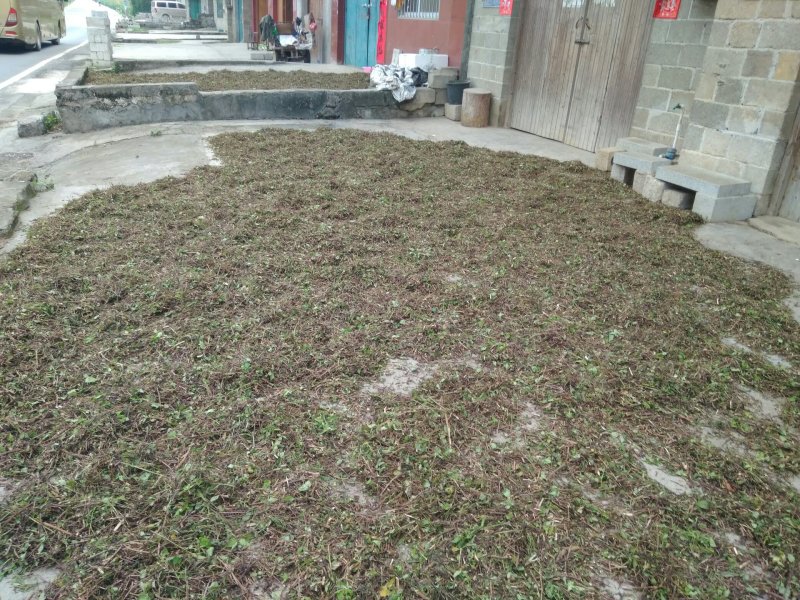 鬼针草