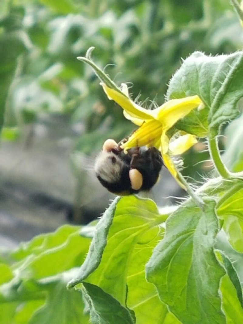 蜜蜂熊蜂120只/箱西红柿专用草莓蓝莓授粉