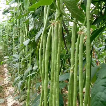 豆角青瓜苦瓜茄子香芋南瓜产地直销支持批发6月份上市