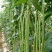 豆角青瓜苦瓜茄子香芋南瓜产地直销支持批发6月份上市