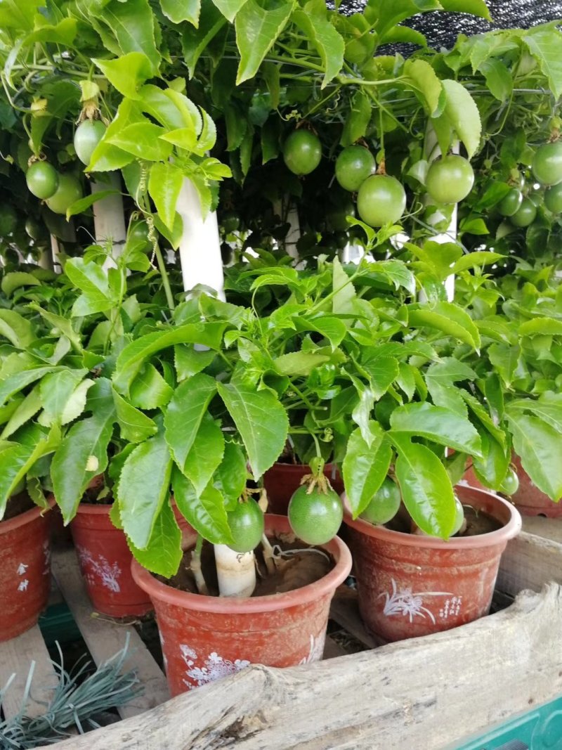 百香果盆栽，质量非常好