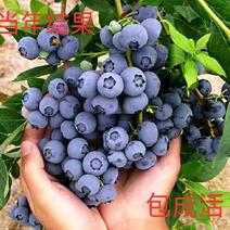 大量有货蓝莓苗当年结果苗成活率高当年结果