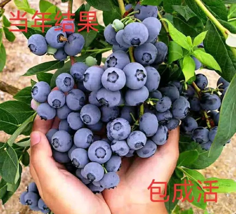 大量有货蓝莓苗当年结果苗成活率高当年结果