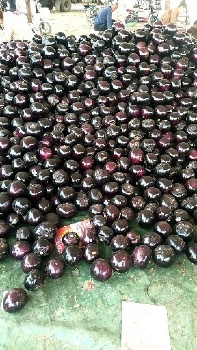 茄子大量上市，散装、包纸、装袋适合各种包装