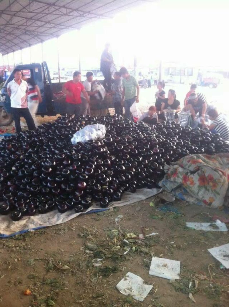 茄子大量上市，散装、包纸、装袋适合各种包装