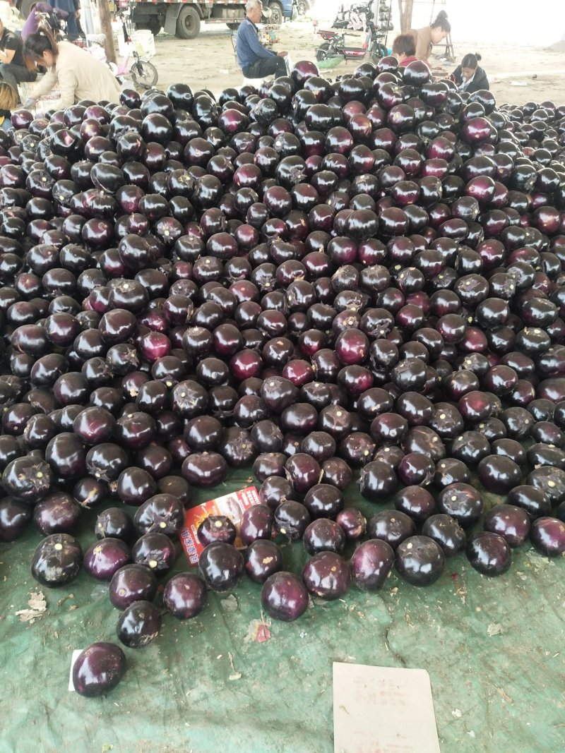茄子大量上市，散装、包纸、装袋适合各种包装