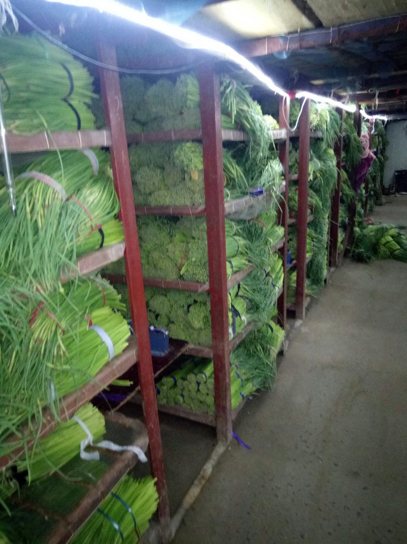 新蒜苔大量上市，红帽蒜苔，产地直发欢迎各位老板前来选购