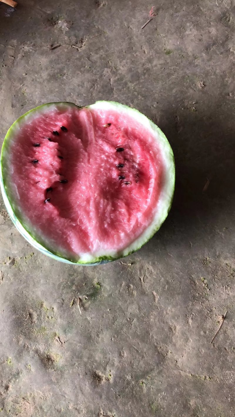 大量供应8424自生苗美都头茬西瓜