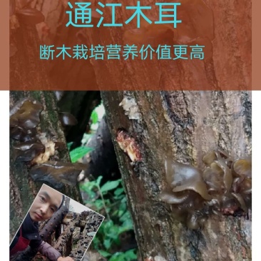 黑木耳