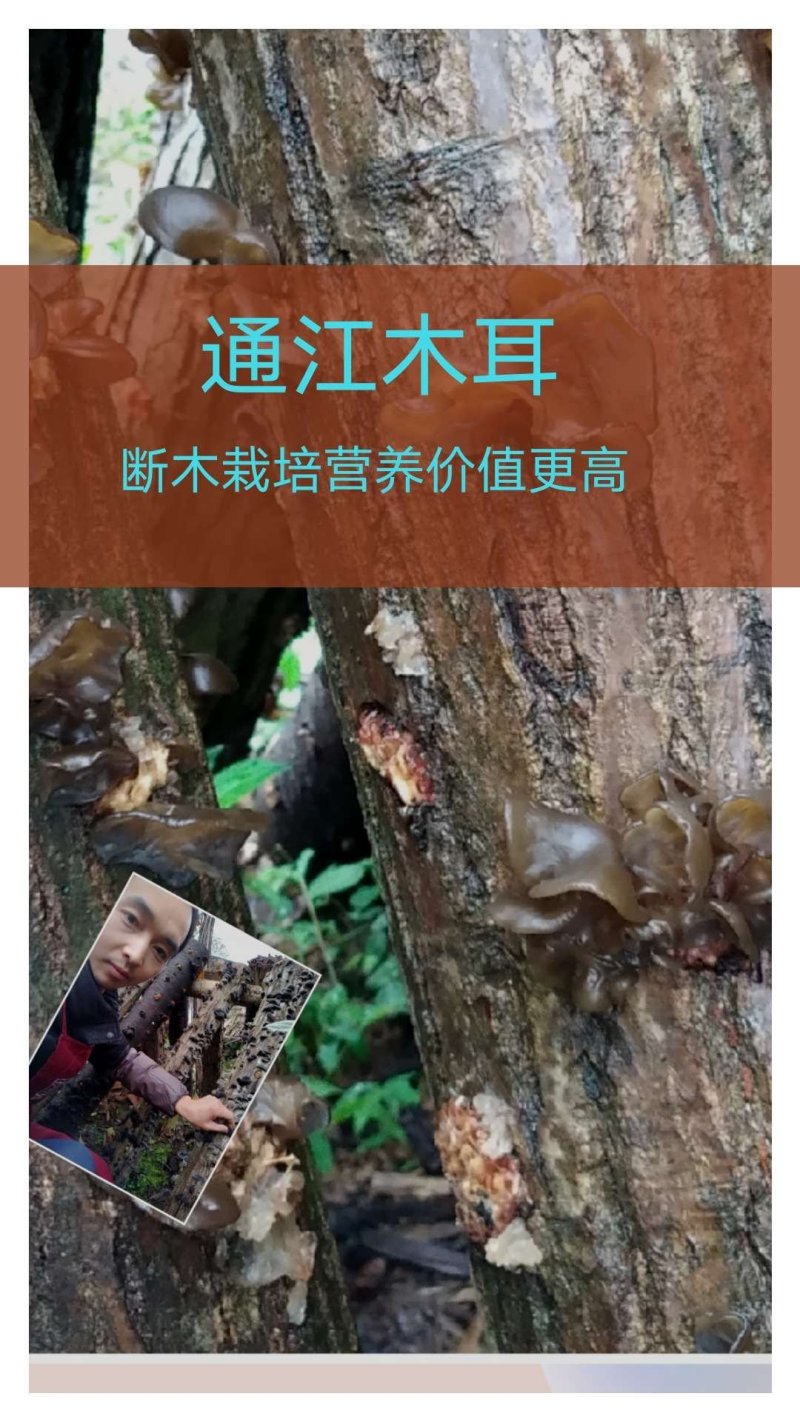 黑木耳