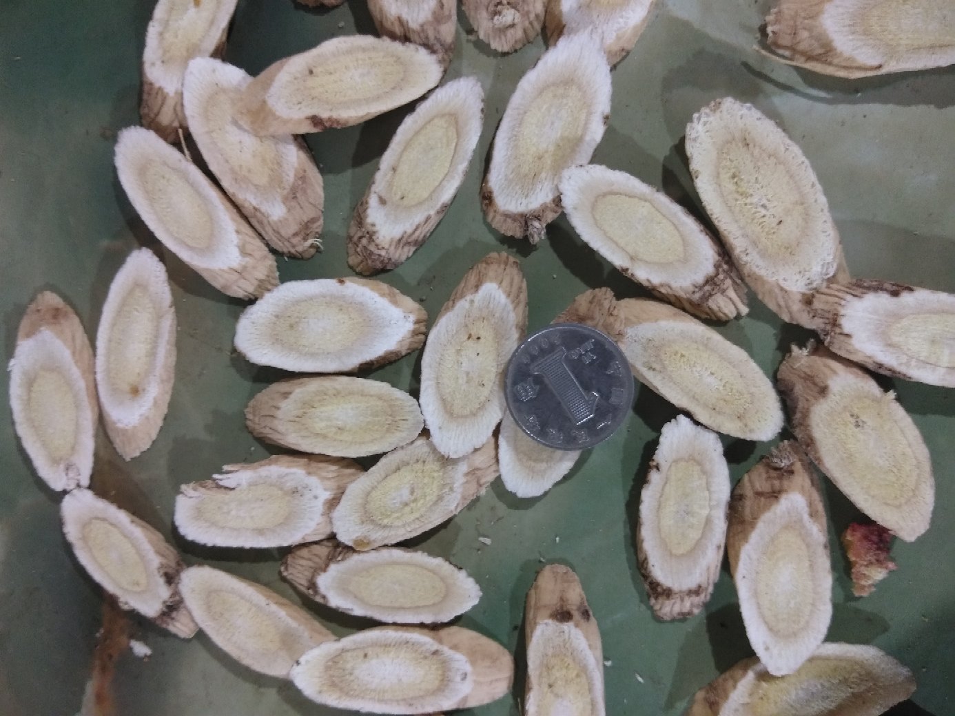 黄芪与龙胆草饮片标准形态:黄芪片厚度2–3mm,菊花心放射状纹理宽度>0.5mm;龙胆草片厚度1–1.5mm,断面髓部呈圆形或椭圆形,直径占断面1/4–1/3,苦味持久不散为真品特征 黄芪与龙胆草饮片实物对比图:左侧为切制黄芪饮片(椭圆形厚片,淡黄棕色,纤维性强,菊花心清晰),右侧为龙胆草饮片(斜切薄片,表面黄棕色具纵皱纹,断面黄白色,中央有白色髓,气味极苦)