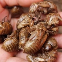 蝉蜕新蝉蜕沙地货水洗无硫***爬蚱皮统货蝉蜕假一赔十