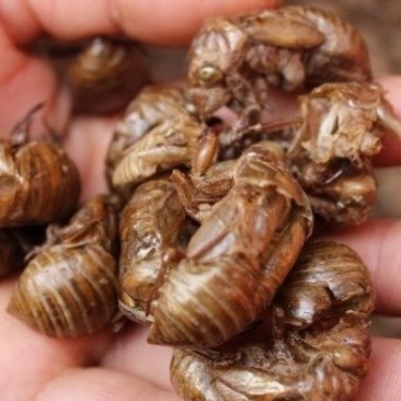 蝉蜕新蝉蜕沙地货水洗无硫***爬蚱皮统货蝉蜕假一赔十