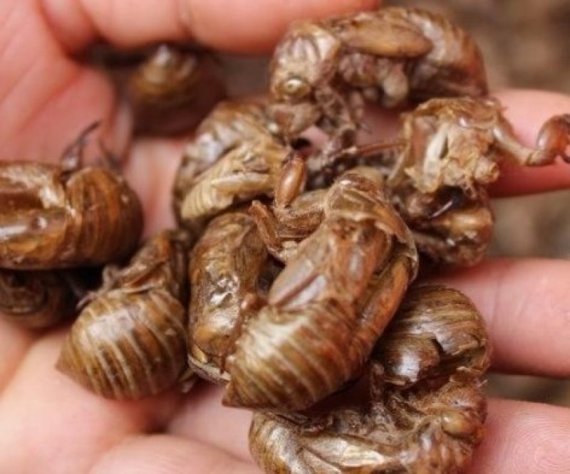 蝉蜕新蝉蜕沙地货水洗无硫***爬蚱皮统货蝉蜕假一赔十