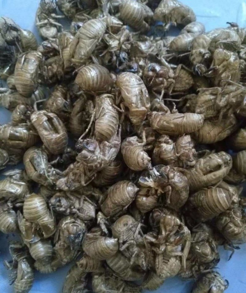 蝉蜕新蝉蜕沙地货水洗无硫***爬蚱皮统货蝉蜕假一赔十