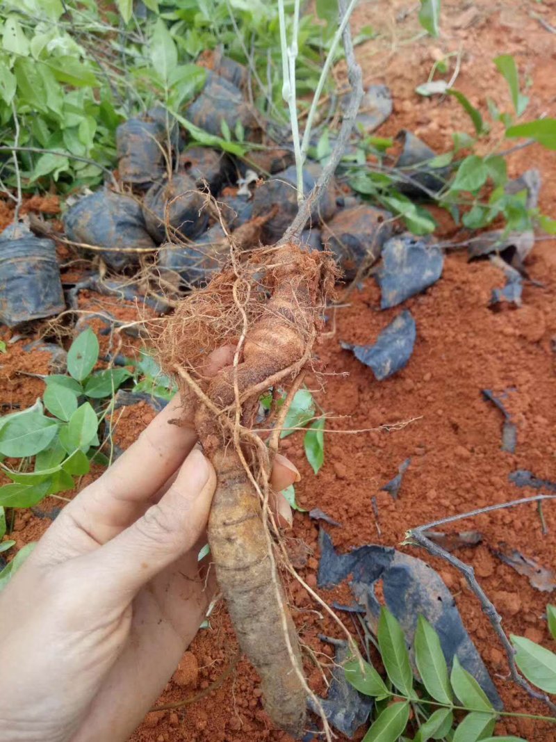 高产牛大力苗，提供种植技术，包回收！