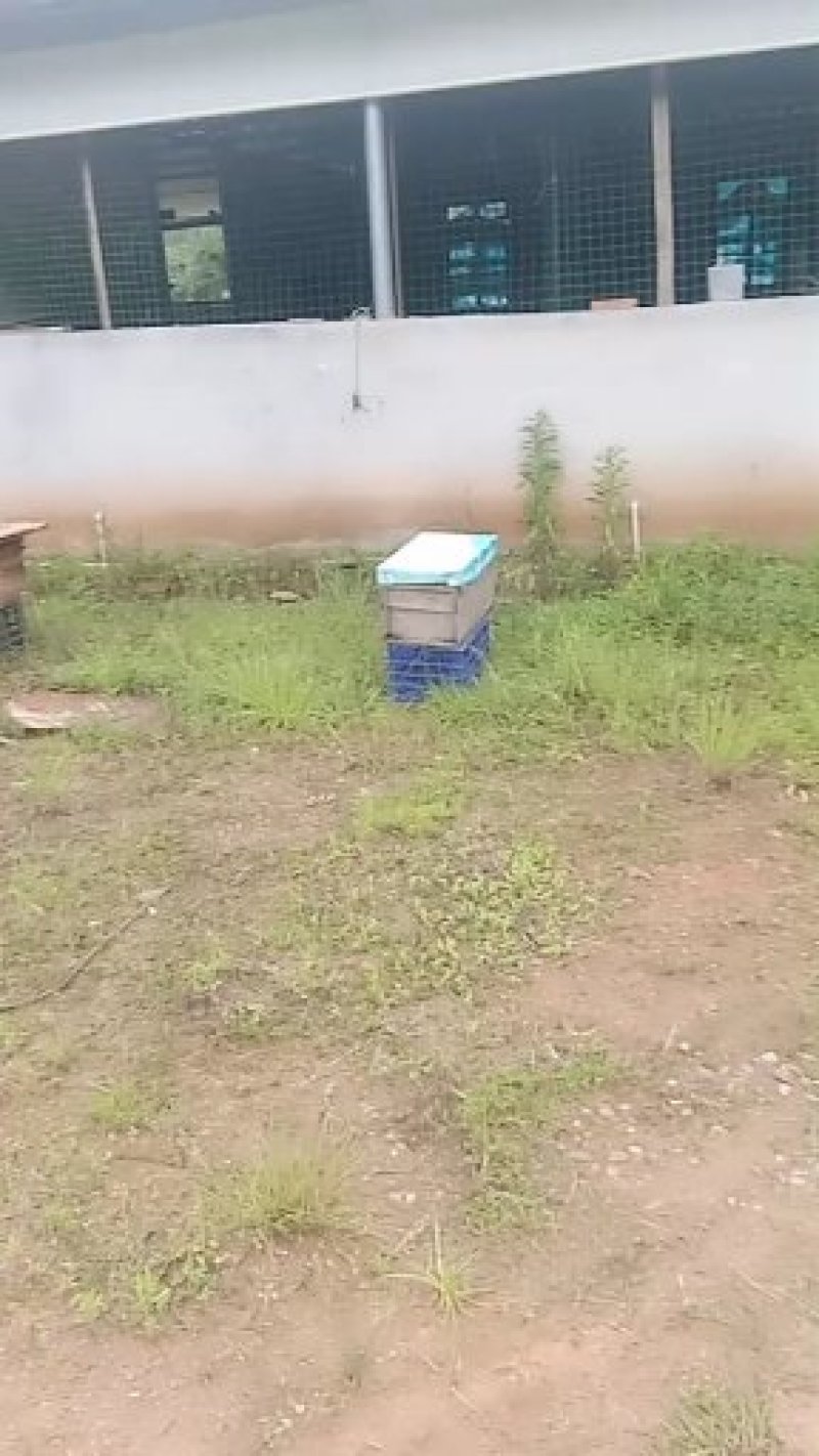 中蜂
