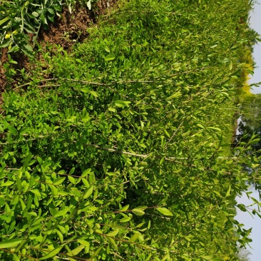 供应，水腊50-80公分