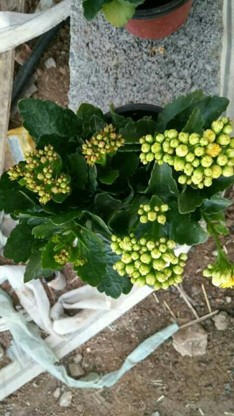山东长寿花苗圃直发货源充足可视频看货欢迎下单