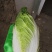 阳春白菜白菜河北白菜产地直销热卖价格实惠实力供应
