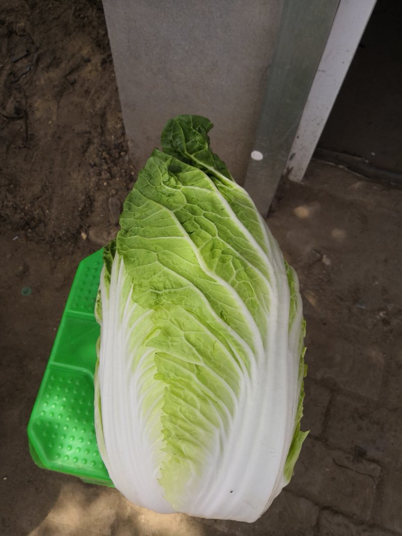 阳春白菜白菜河北白菜产地直销热卖价格实惠实力供应