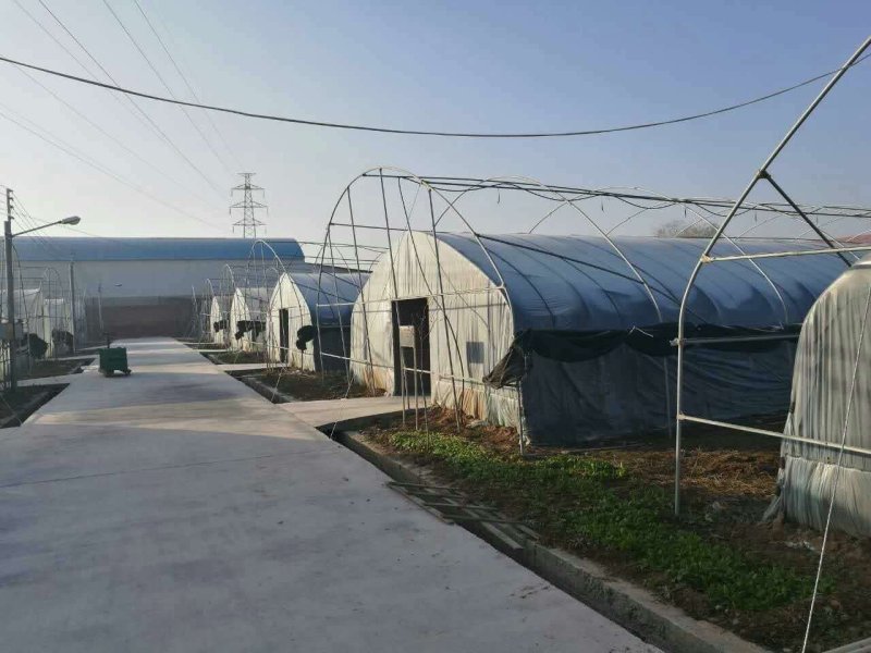 鹤壁淇县食用菌大棚，浚县大棚骨架滑县大棚配件