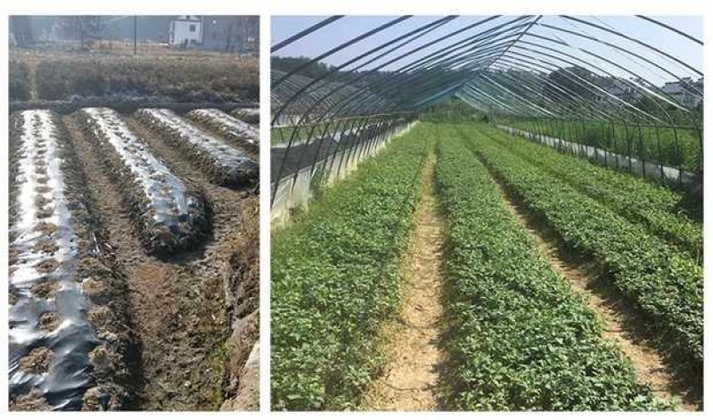 金丝皇菊苗大朵菊花苗婺源菊花苗菊花苗