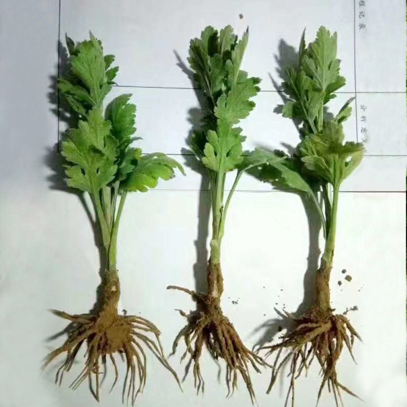 金丝皇菊苗大朵菊花苗婺源菊花苗菊花苗