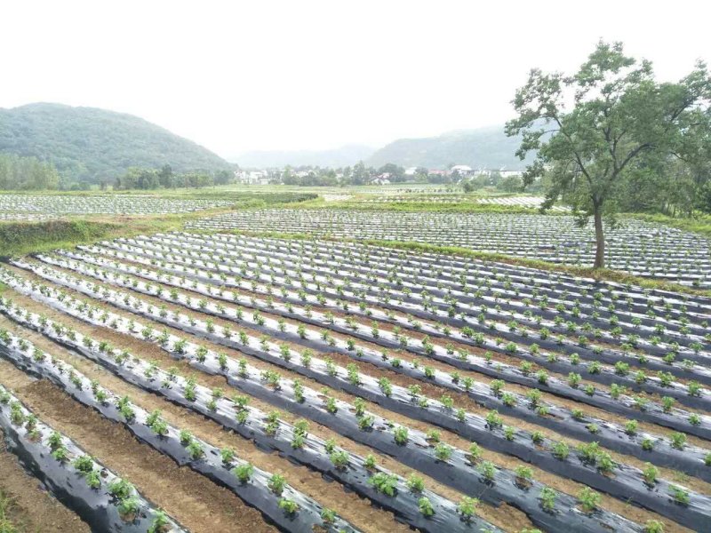 金丝皇菊苗大朵菊花苗婺源菊花苗菊花苗