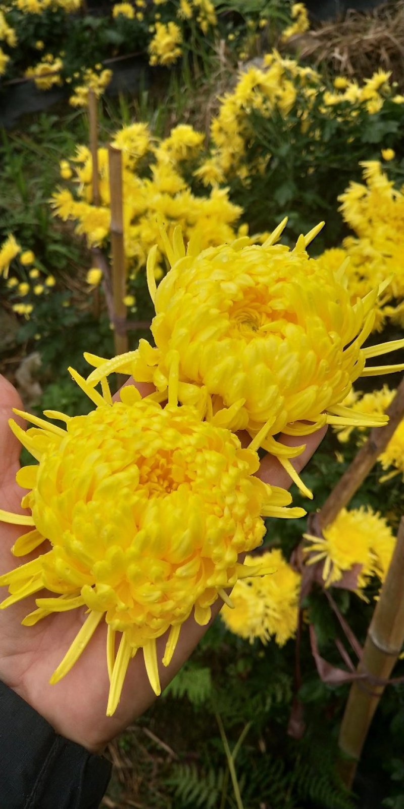 金丝皇菊苗大朵菊花苗婺源菊花苗菊花苗