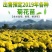金丝皇菊苗大朵菊花苗婺源菊花苗菊花苗