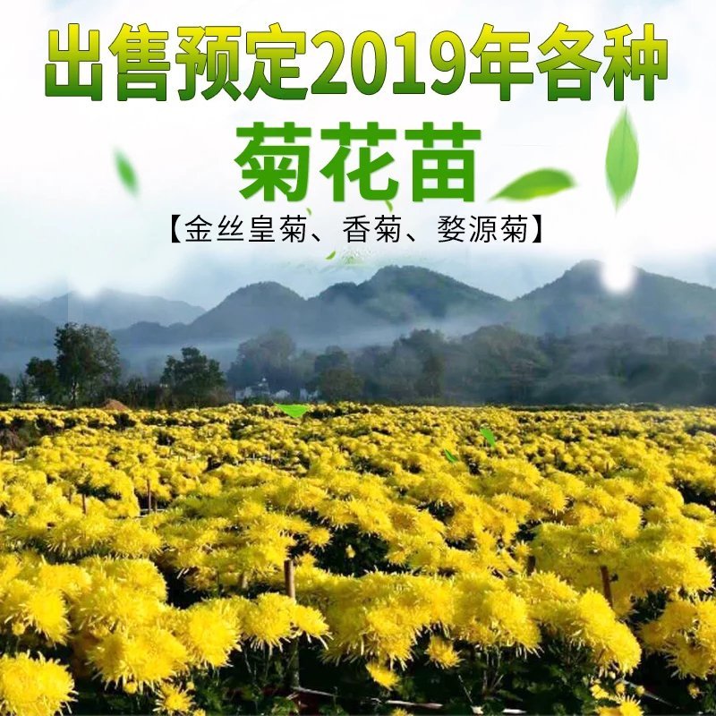 金丝皇菊苗大朵菊花苗婺源菊花苗菊花苗