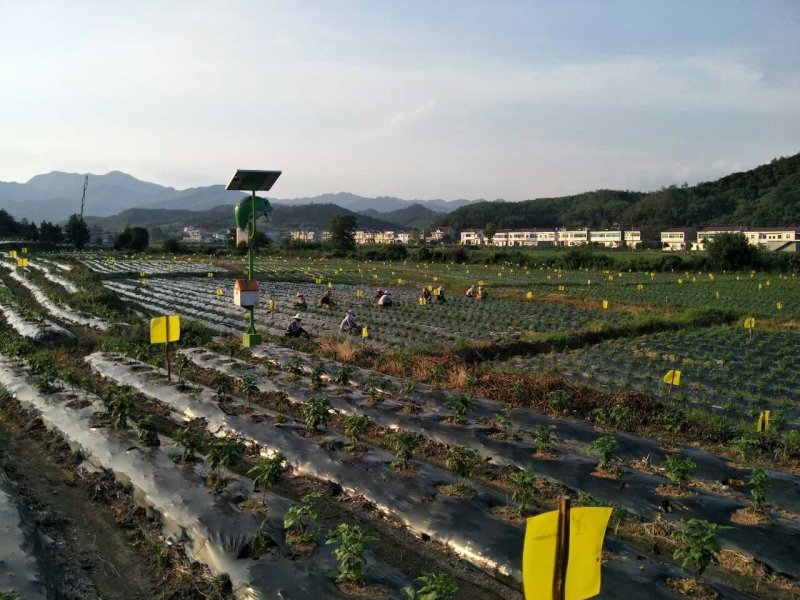 金丝皇菊苗大朵菊花苗婺源菊花苗菊花苗