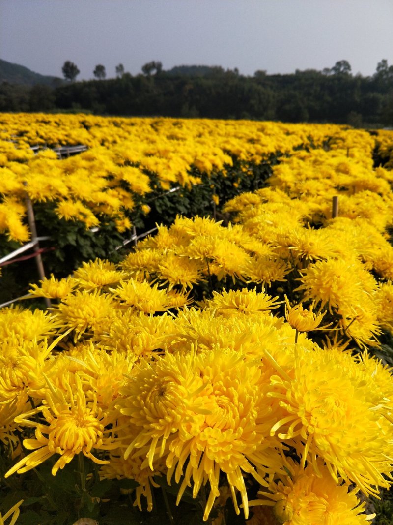 金丝皇菊苗大朵菊花苗婺源菊花苗菊花苗