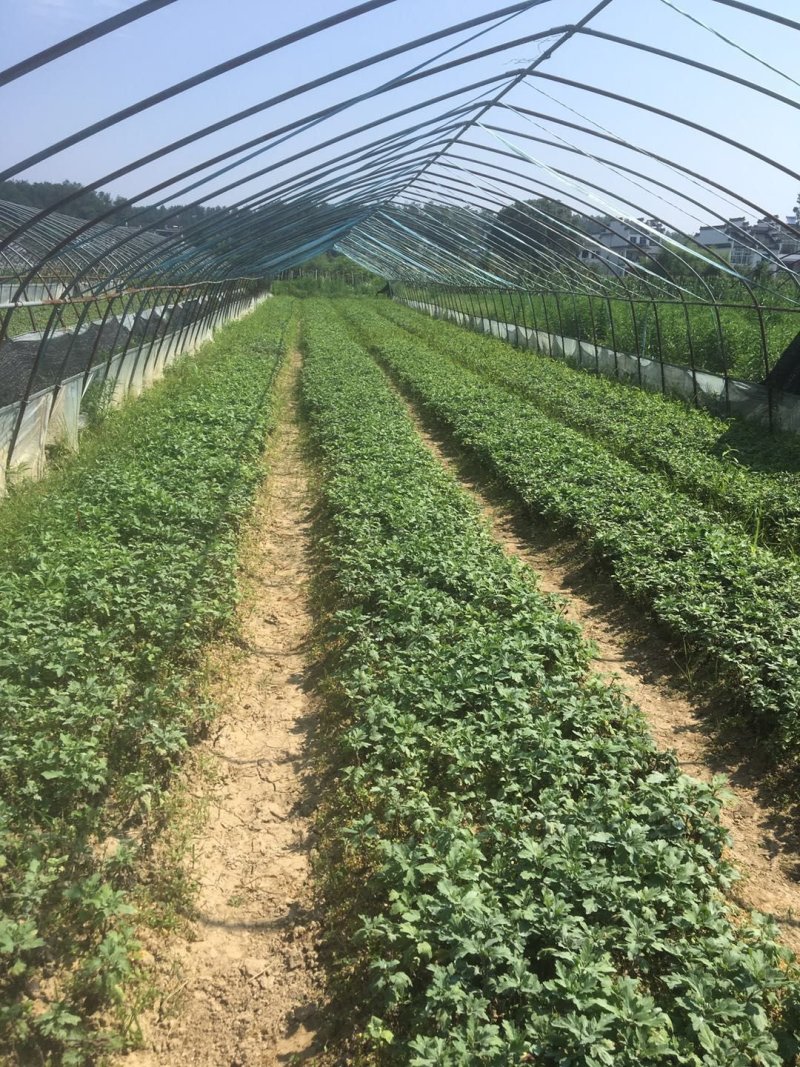 金丝皇菊苗大朵菊花苗婺源菊花苗菊花苗