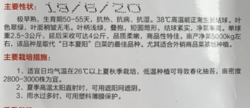 供应抗热白菜品种炎阳白