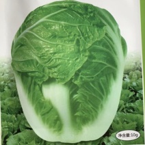 供应抗热白菜品种炎阳白