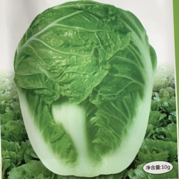 供应抗热白菜品种炎阳白
