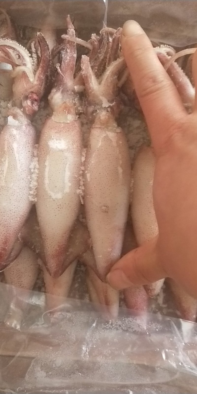 【海兔墨鱼仔八爪鱼海鲜水产鲜活笔管鱼冷冻乌贼满籽籽乌批发