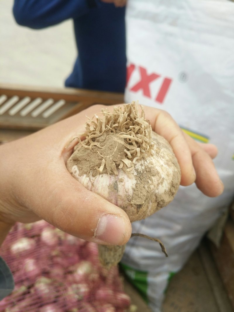 鲜蒜