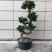 人参榕树盆景小型大型造型榕树绿植包邮