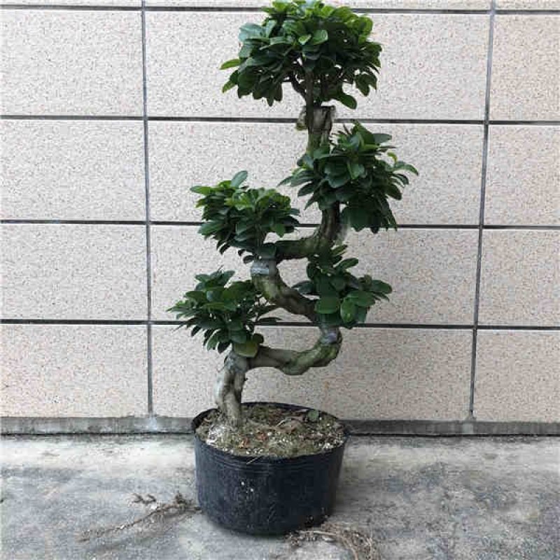 人参榕树盆景小型大型造型榕树绿植包邮