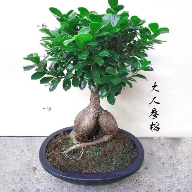 人参榕树盆景小型大型造型榕树绿植包邮