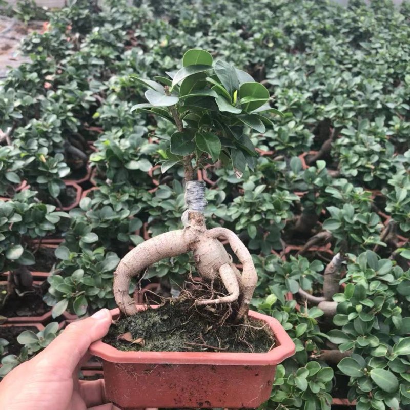 人参榕树盆景小型大型造型榕树绿植包邮