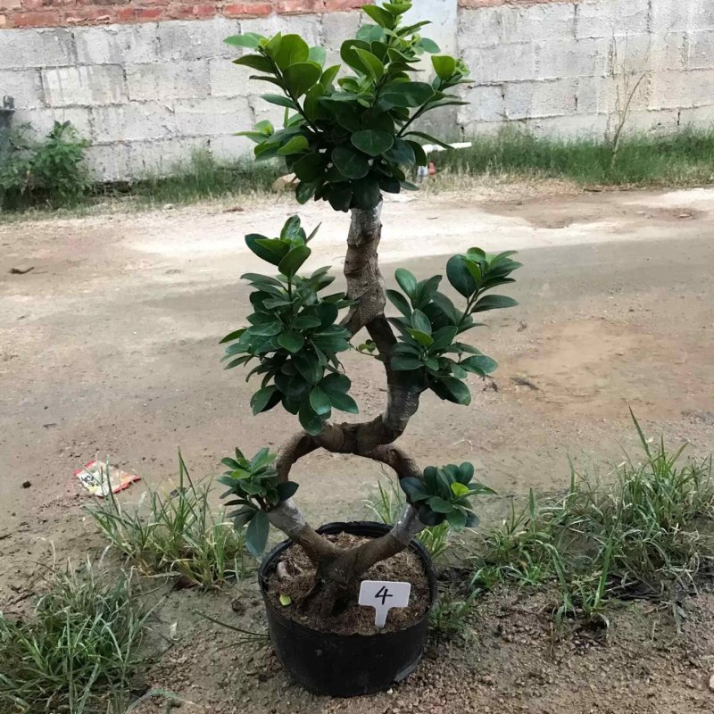 人参榕树盆景小型大型造型榕树绿植包邮