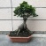 人参榕树盆景小型大型造型榕树绿植包邮